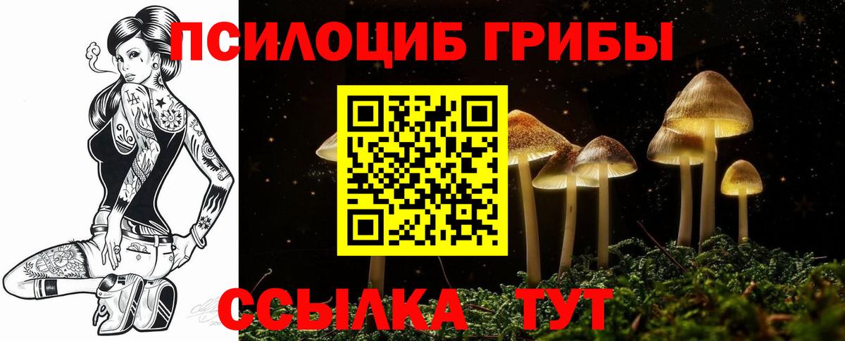 где купить наркоту  Галлюциногенные грибы Psilocybe  Вход с VPN  Волгодонск 